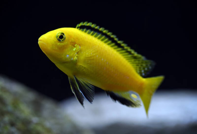Labidochromis caeruleus also known as yellow electric mbuna swimming in a freshwater aquarium