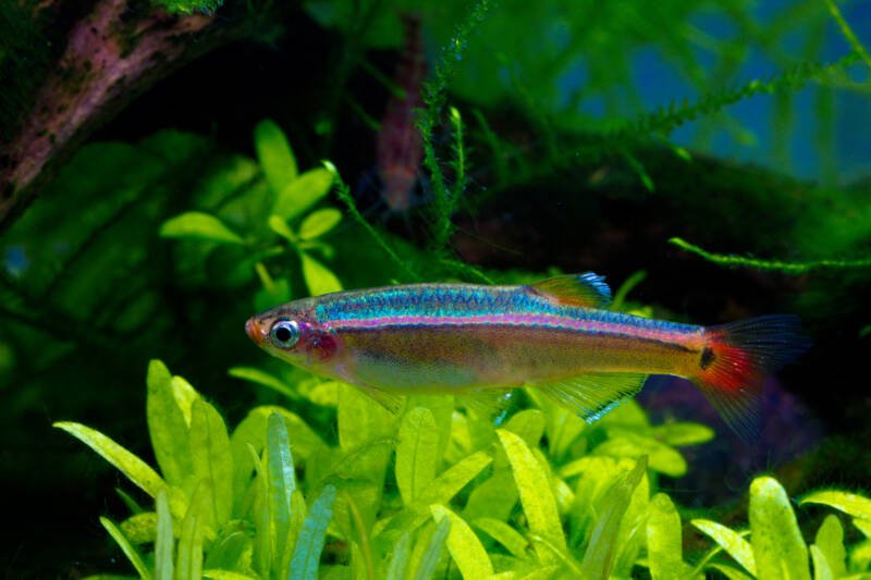 Tanichthys albonubes commonly known as white cloud mountain minnow swimming in a planted aquarium