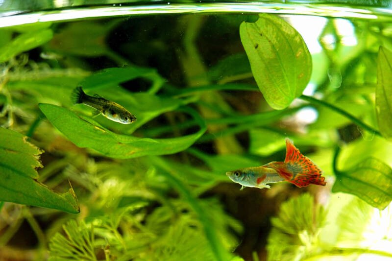 Two guppies looking at each other in a planted tank