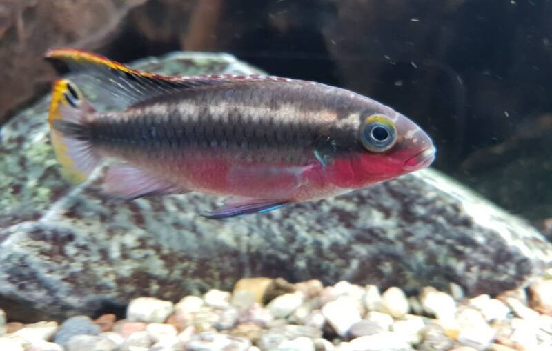 Pelvicachromis pulcher also known as Kribensis cichlid swimming in front of a rock in a freshwater aquarium
