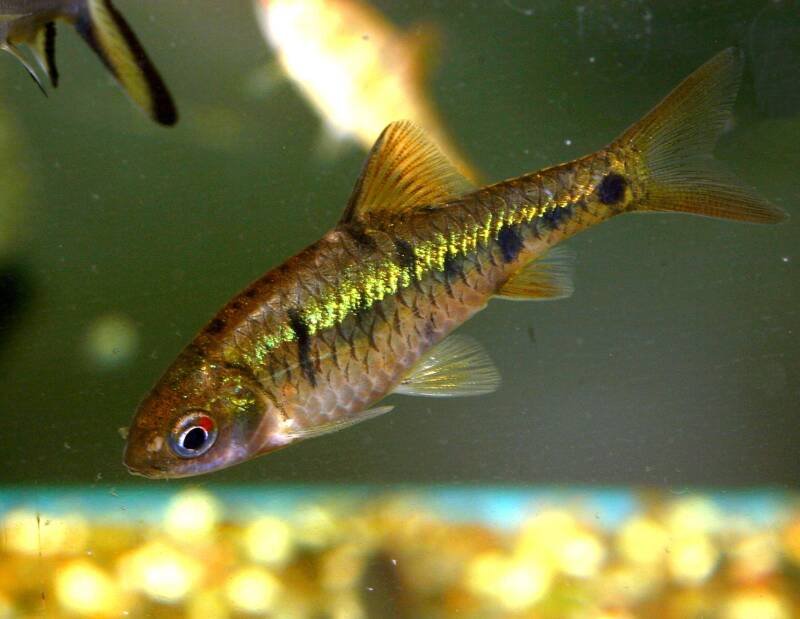 Puntius semifasciolatus commonly known as gold barb swimming downwards in the aquarium