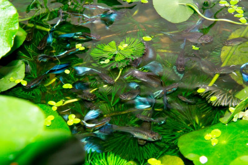 A shoal of guppy fish swimming in natural canals
