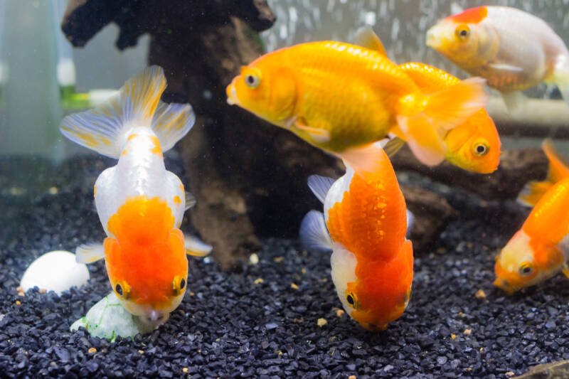 Ranchu and lionhead goldfish in the aquarium