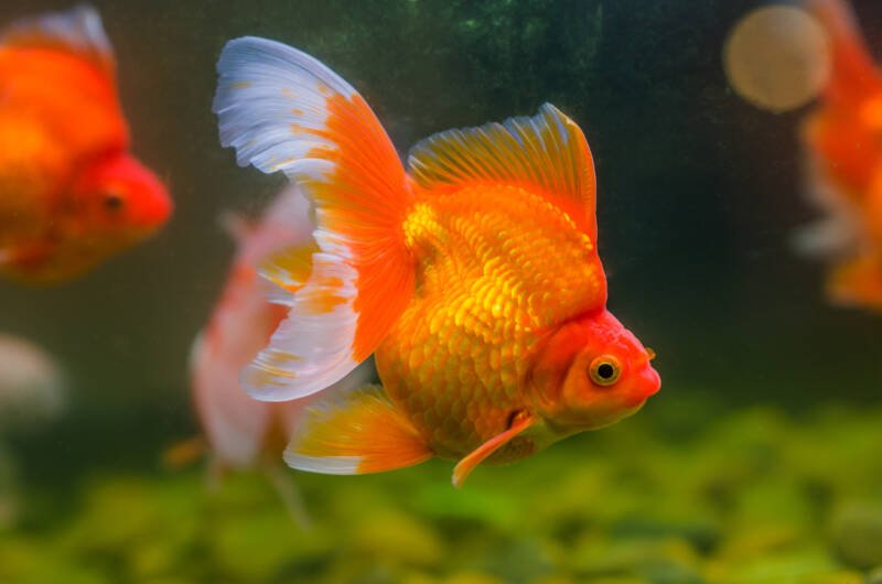 Ryukin goldfish schooling in a freshwater aquarium