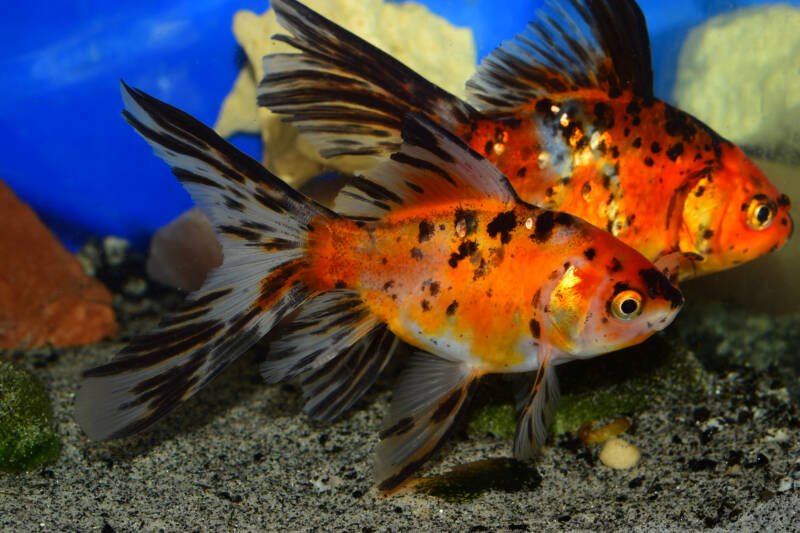 A pair of Bristol Shubunkin goldfish in the aquarium