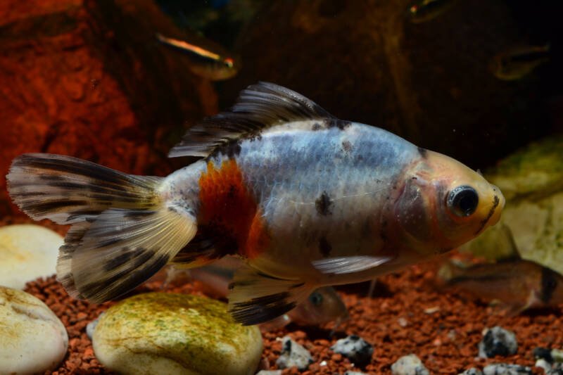 Adult specimen of a multicolored Japanese wakin or calico goldfish in the aquarium