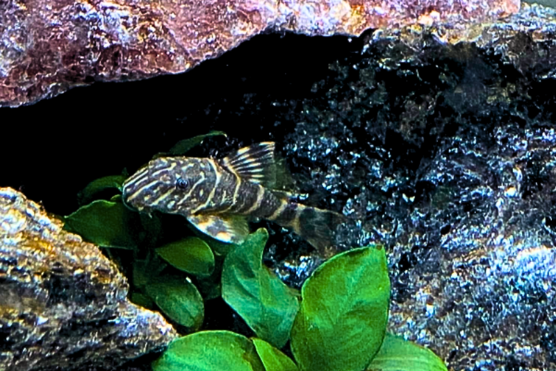 A clown pleco hides under a rock overhang as it eats off plant leaves that are growing in fornt