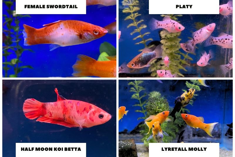Difference between platty, molly, swordtails and betta