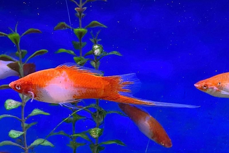 Swordtail fish "red and white" male with the long pointy tail that gives this fish its name