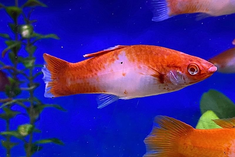 Female "Red and White" Swordtail Fish with a shorter round tail