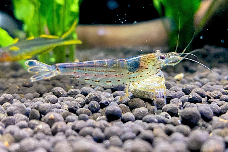 adult amano shrimp eating a pellet on the bottom